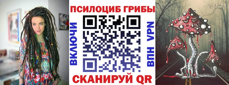 закладка  Сосновка  Псилоцибиновые грибы Psilocybe 